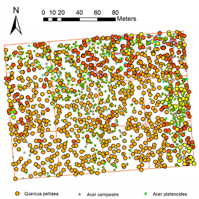 First signs of old-growth structure and ...