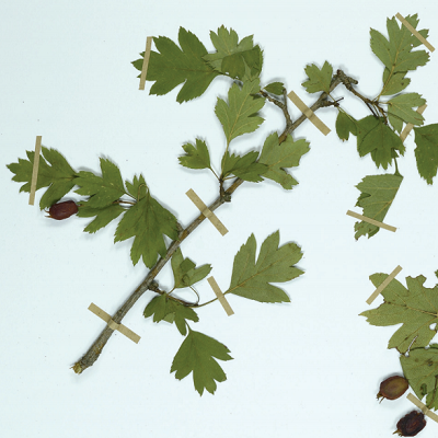 Crataegus lindmanii (HNHM-TRA-00704909)