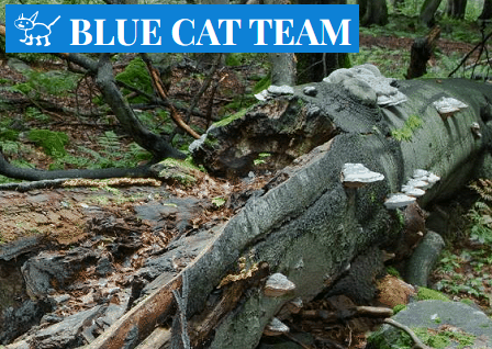PRALESY.CZ - The Blue Cat Team