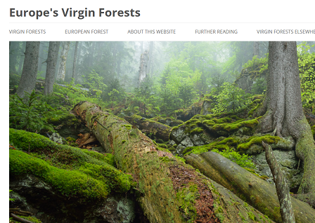 Europe's Virgin Forests