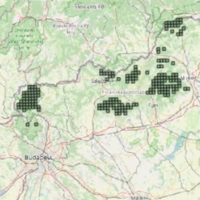 A fehárhátú előfordulása Magyarországon