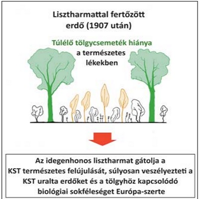 Inváziós lisztharmat hatása