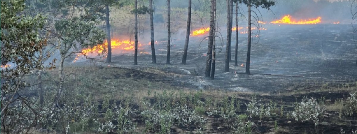 Kigyulladt és nagy területen leégett a Bugaci Ősborókás