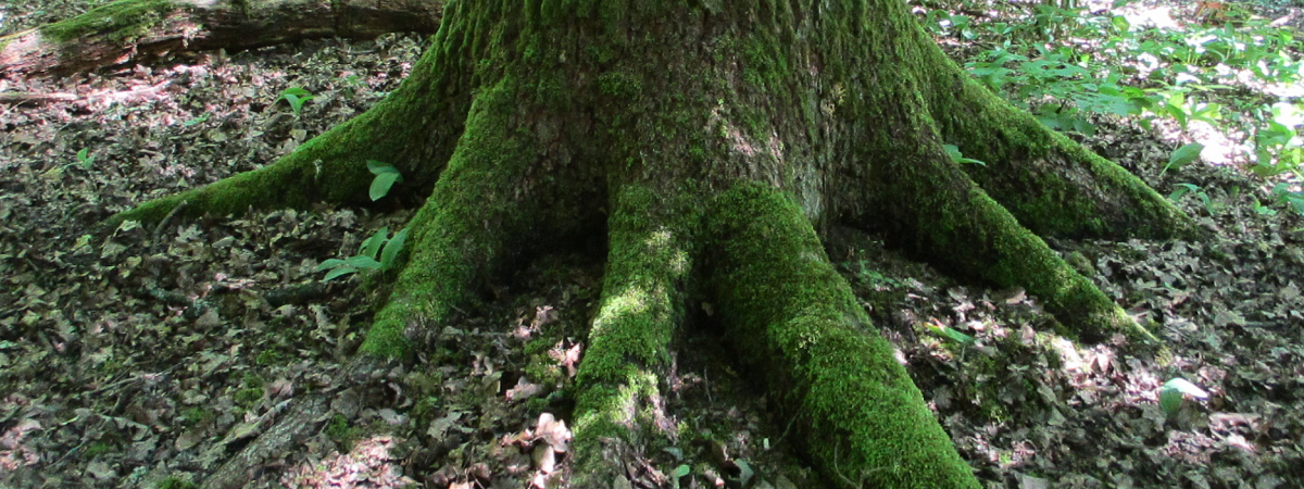 Fényi-erdő Erdőrezervátum