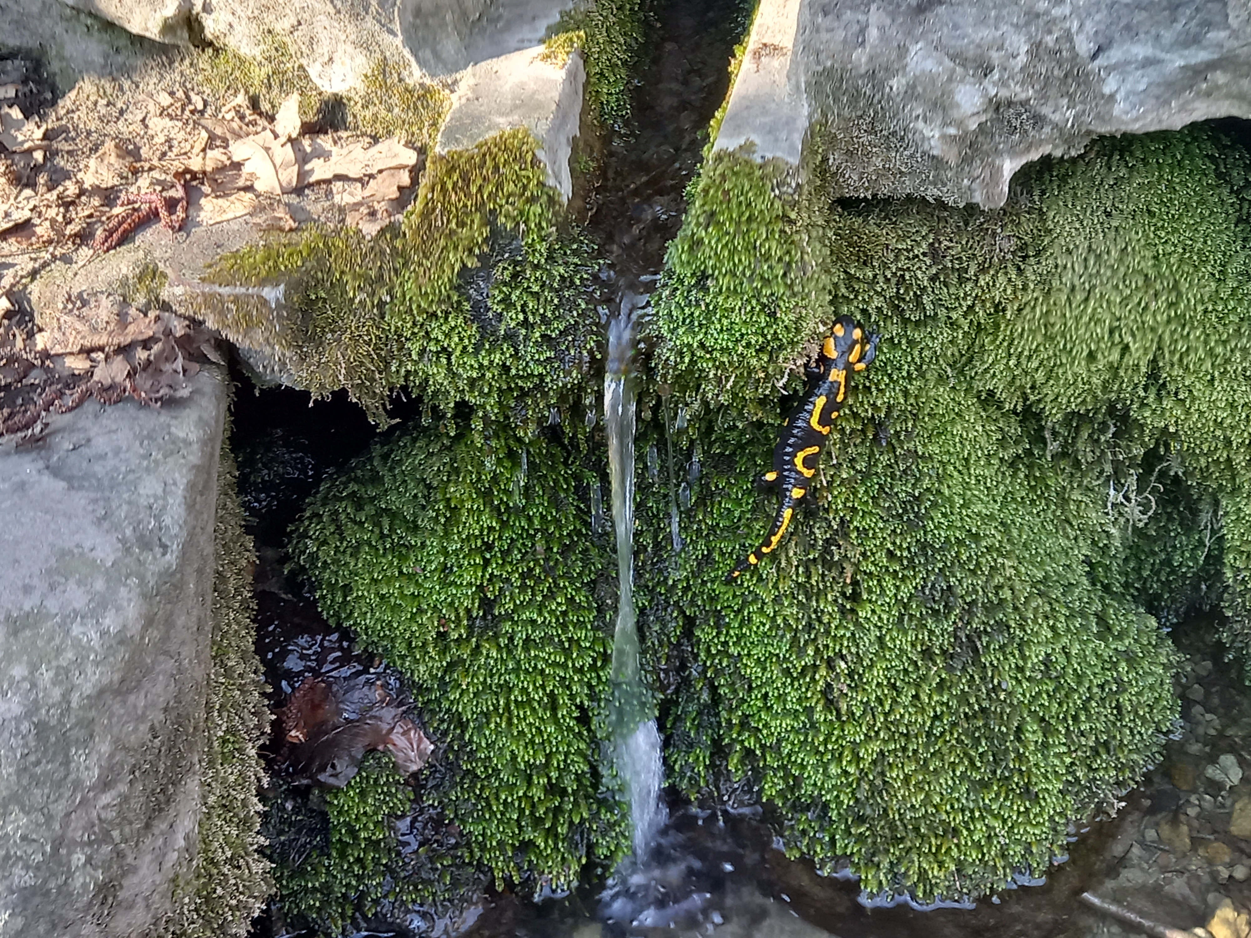 Foltos szalamandra a Vándor-forrás kifolyójánál