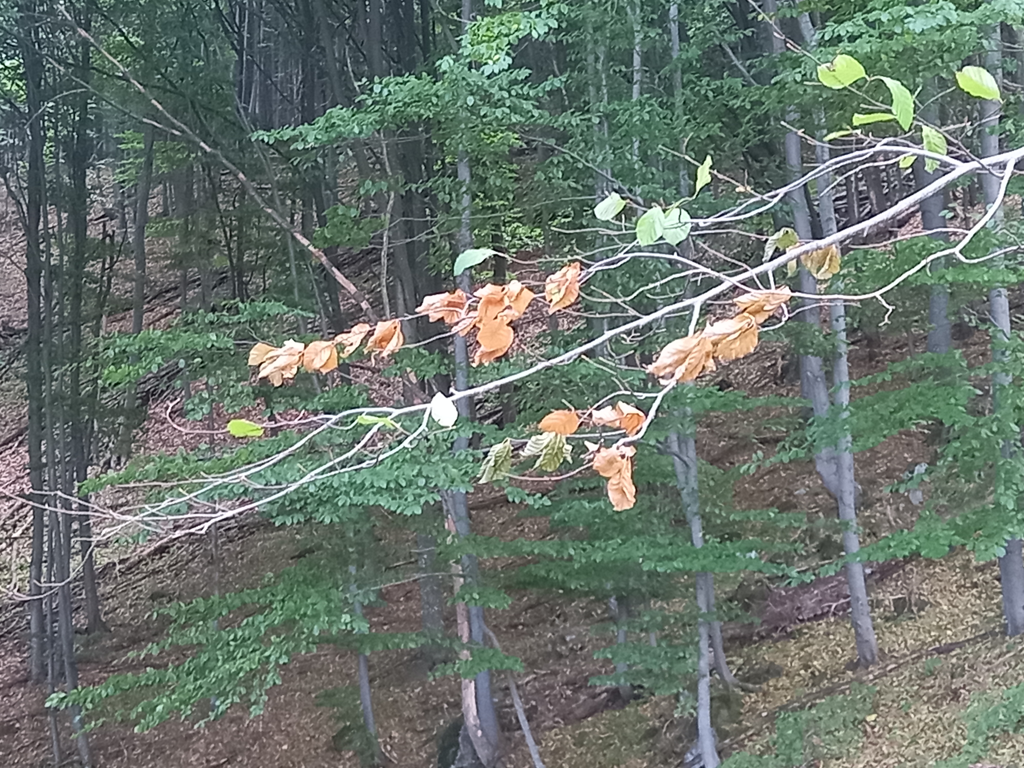 Az aszálystressz a fiatal fákat sem kíméli