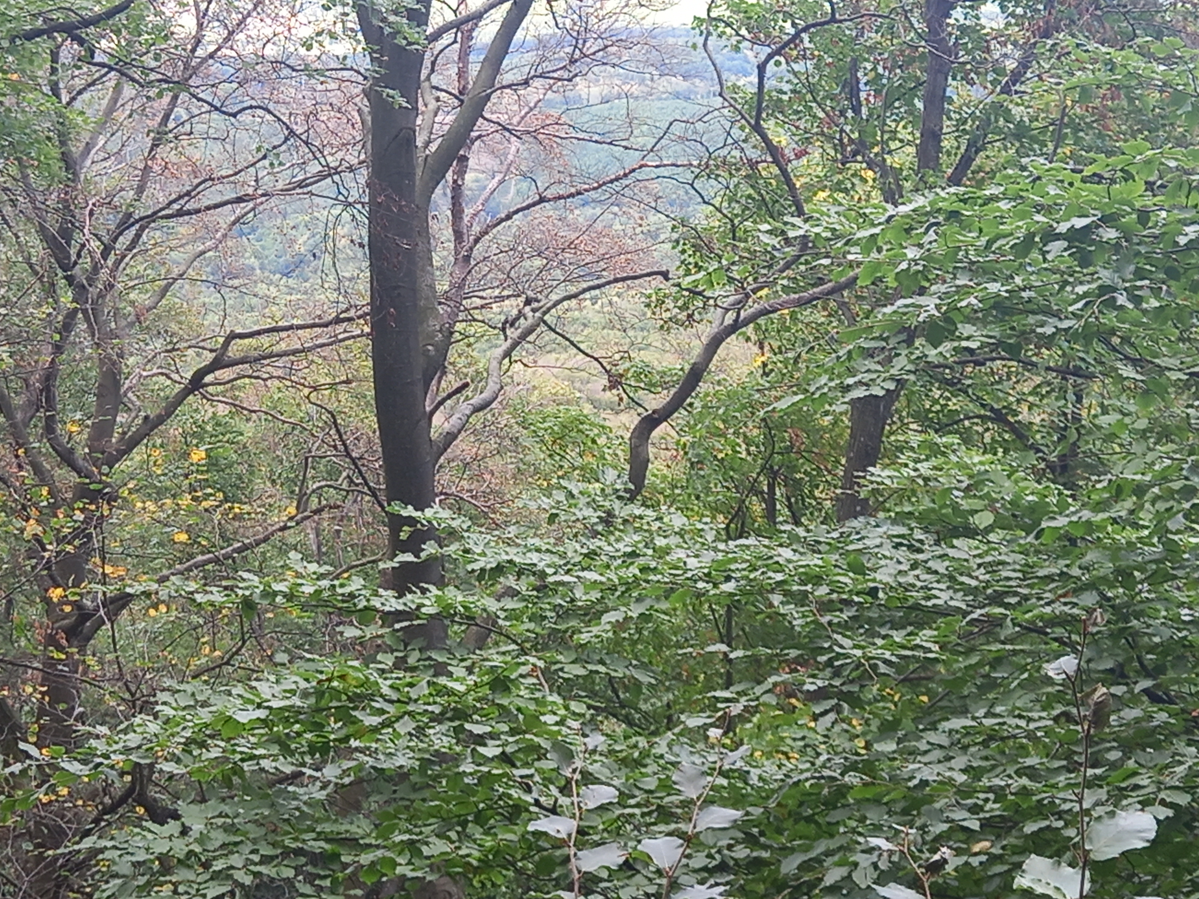 A légköri aszálynak legkitettebb a felső lombkoronaszint