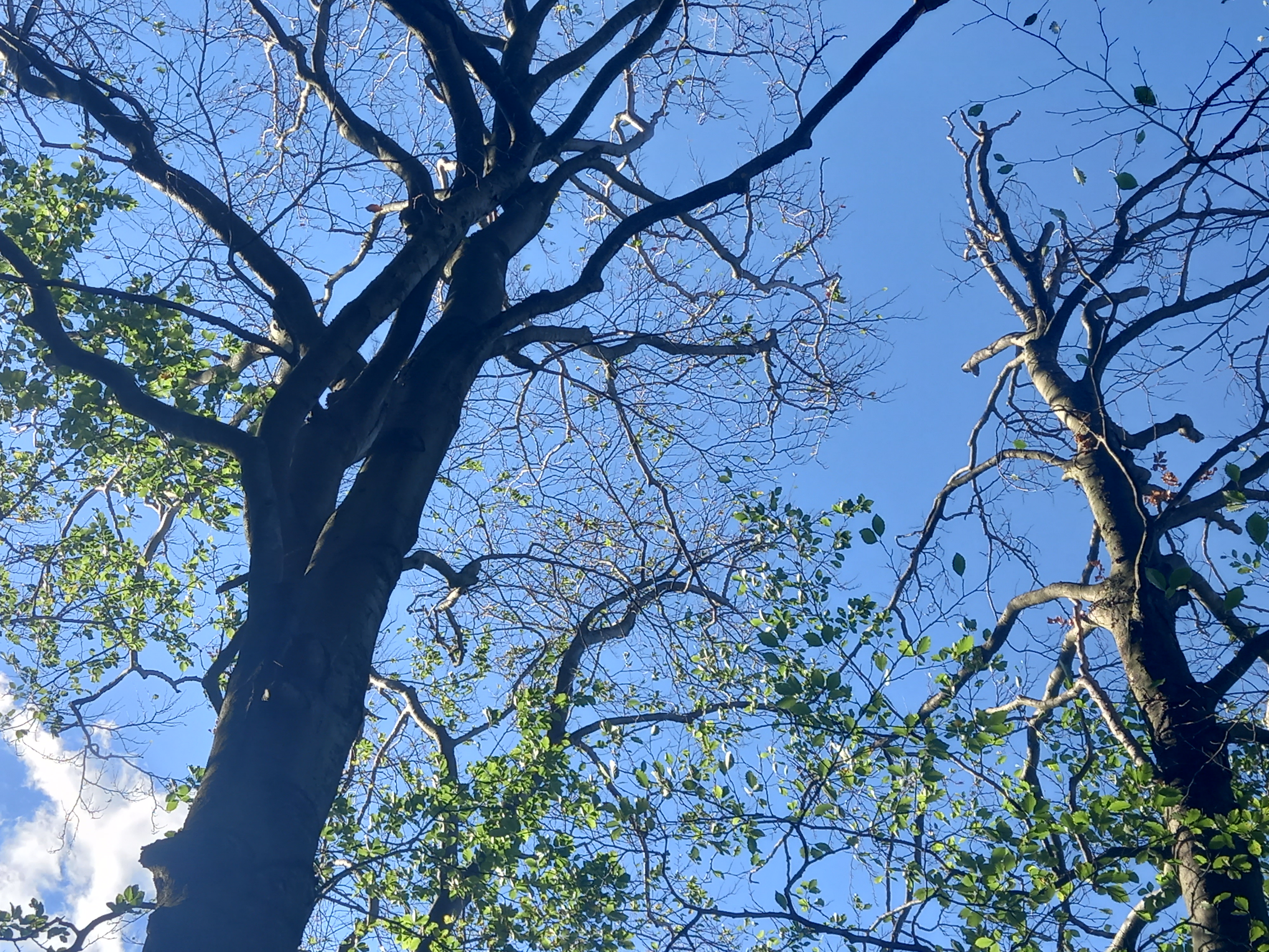 A Kékes ER bükkfáinak egy része már ledobta a lombját