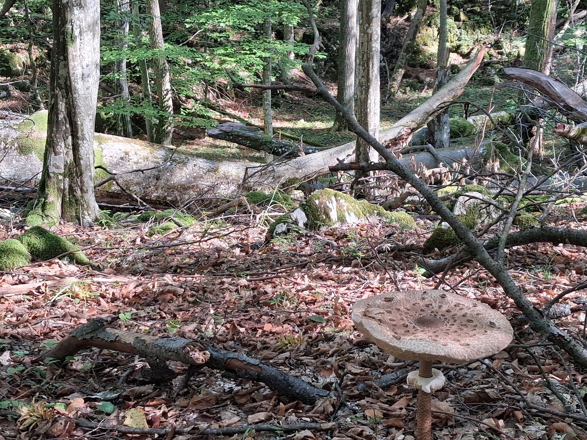 A töbörben rendkívül változatos a faállomány