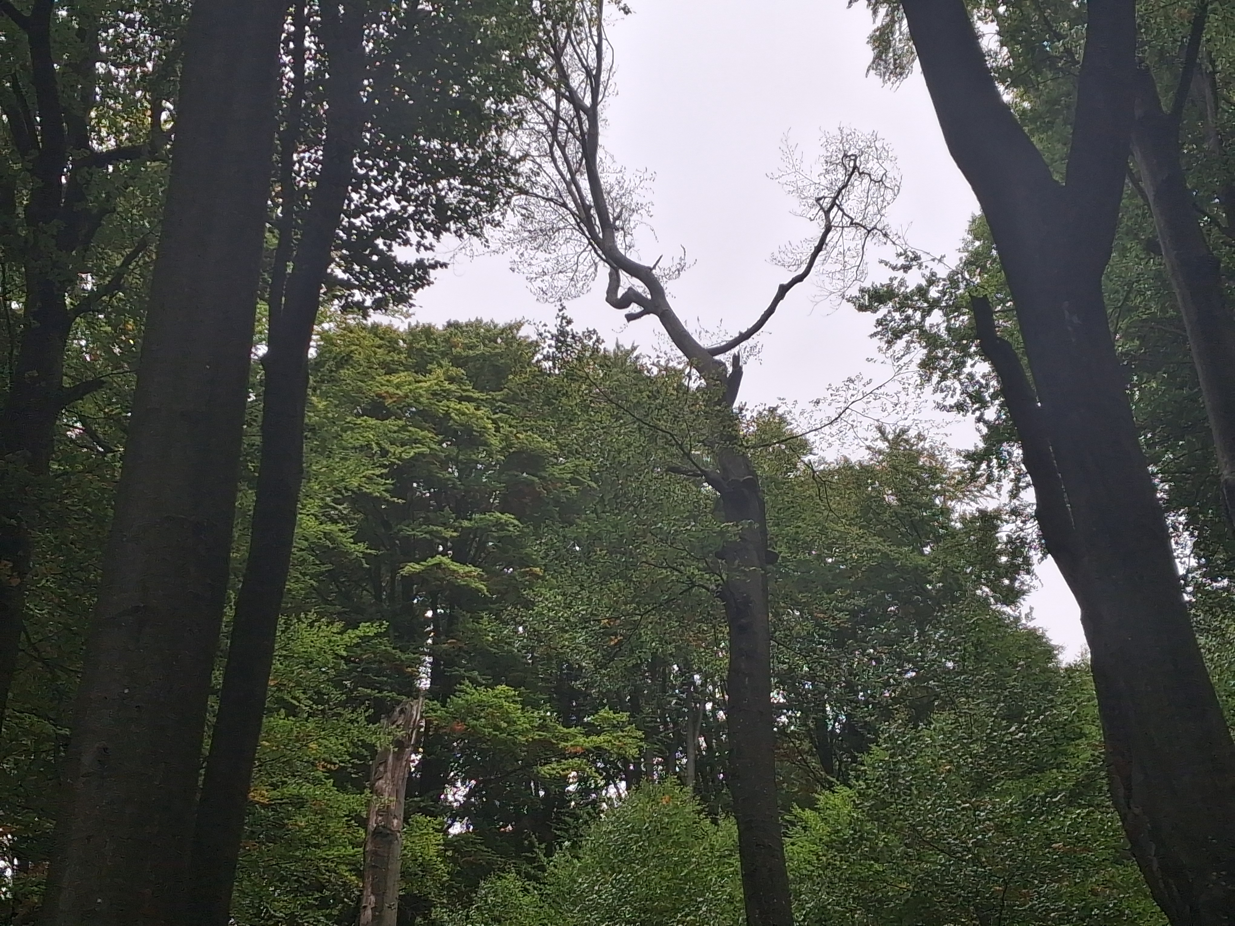 Haldokló bükk egy hatalmas lékben