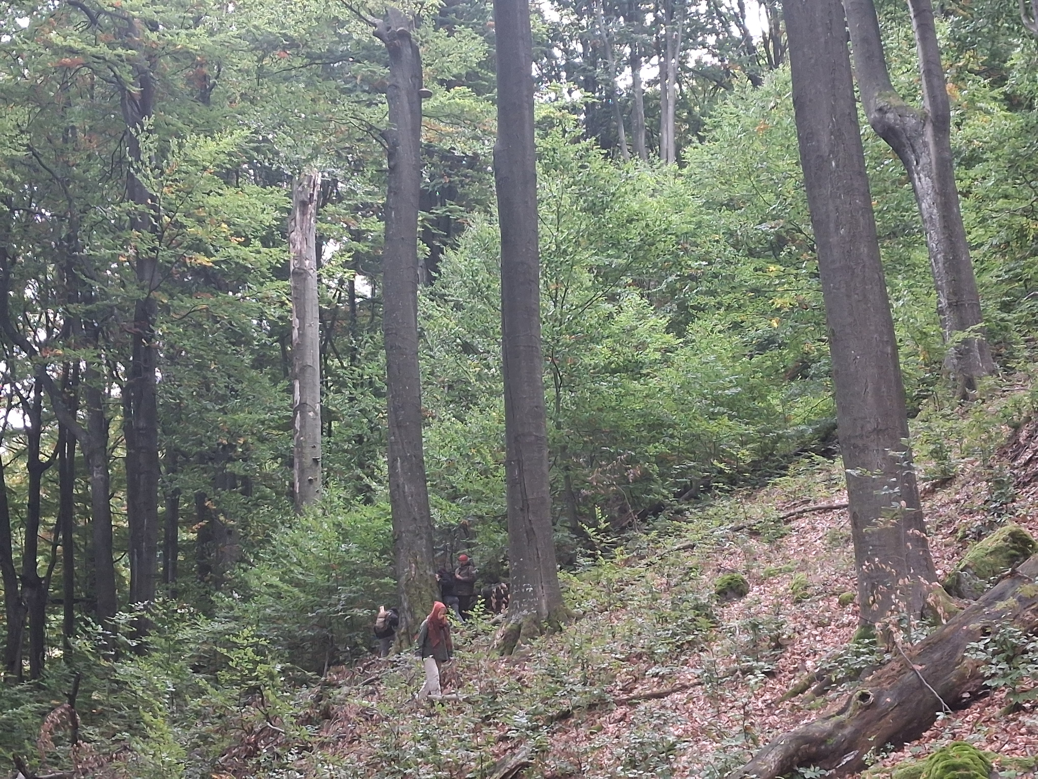 Az elhalás és felújulás különböző fázisai