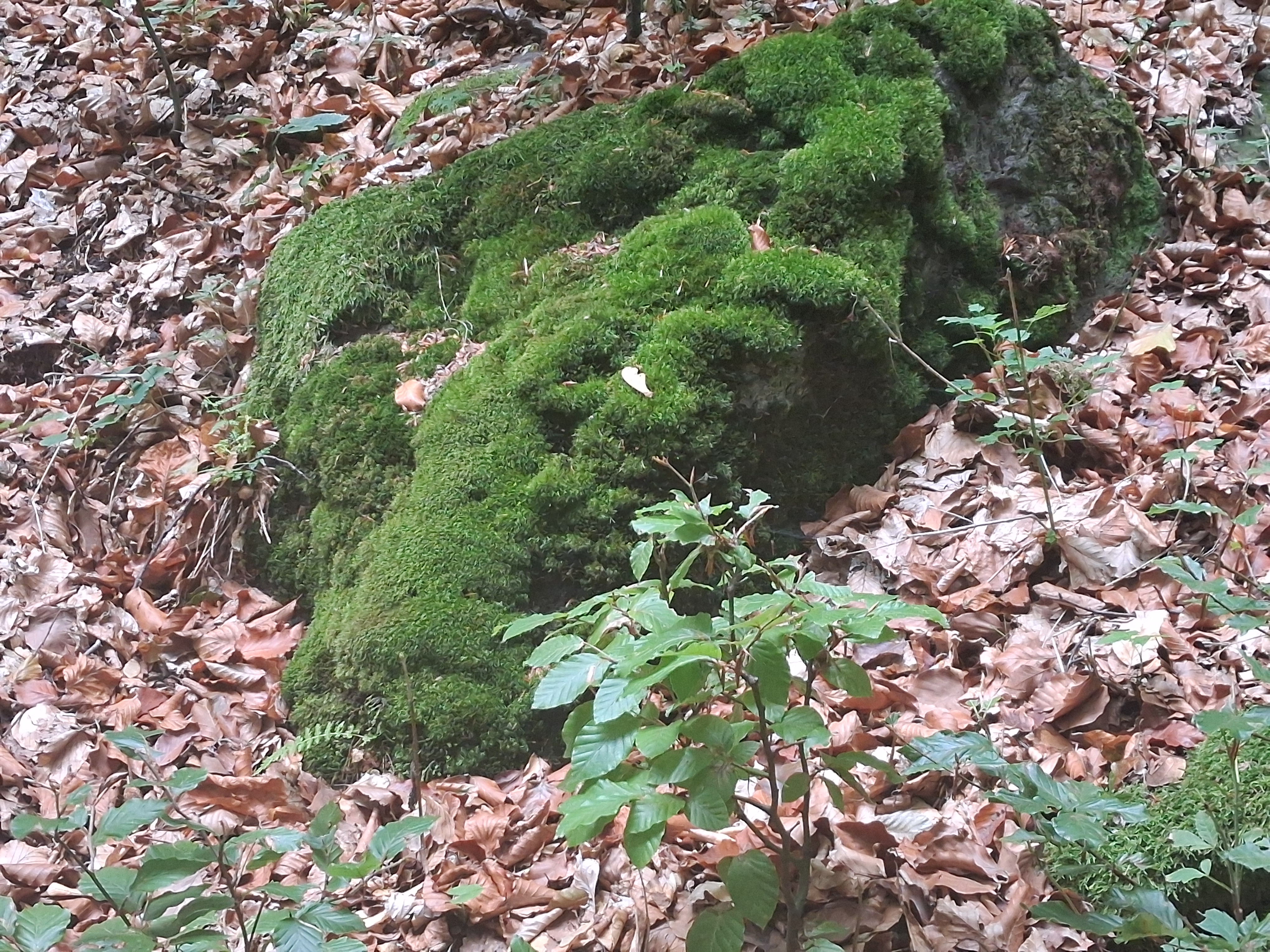 Vadrágás bükkön, kőrisen ...