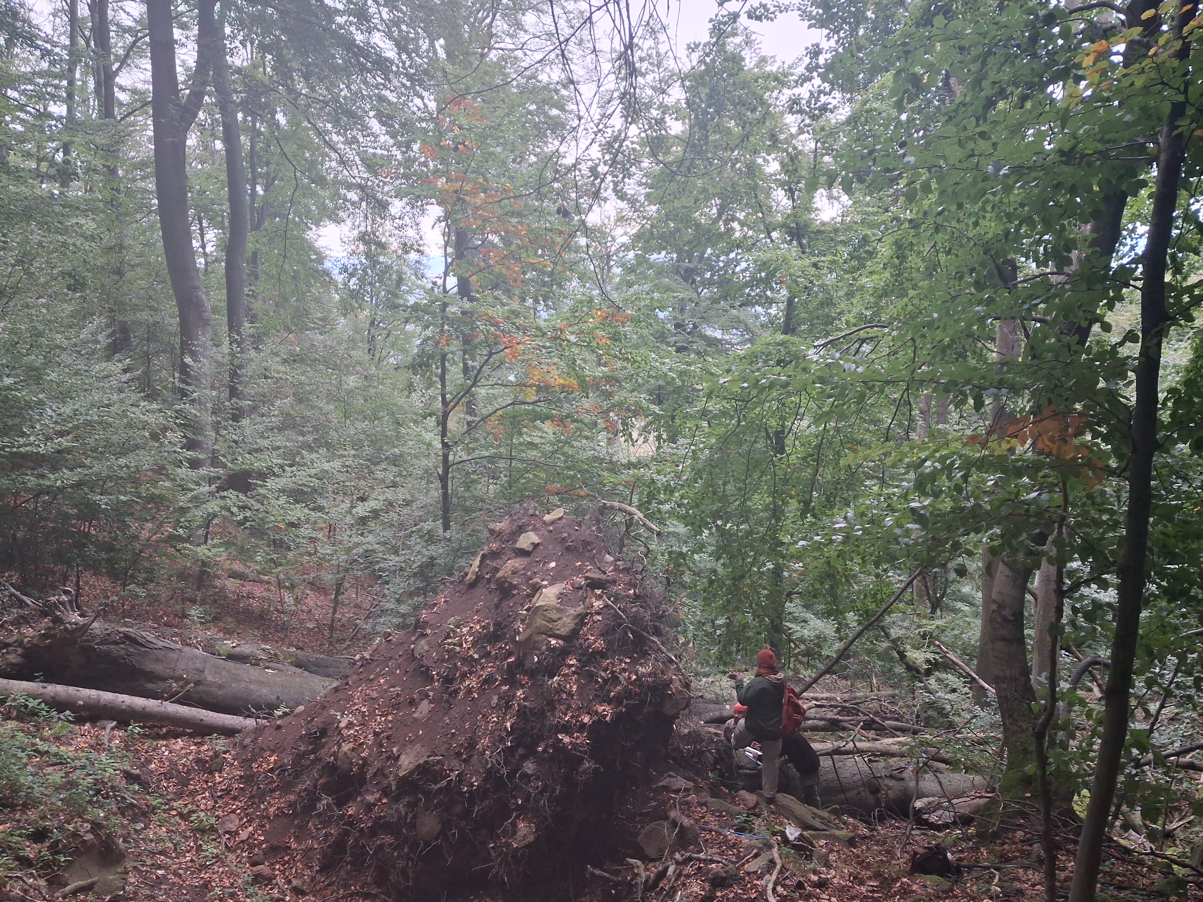 Széldöntött bükkfák a Kékes magterületén