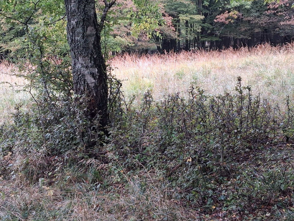 Az újulat rágottsága totális