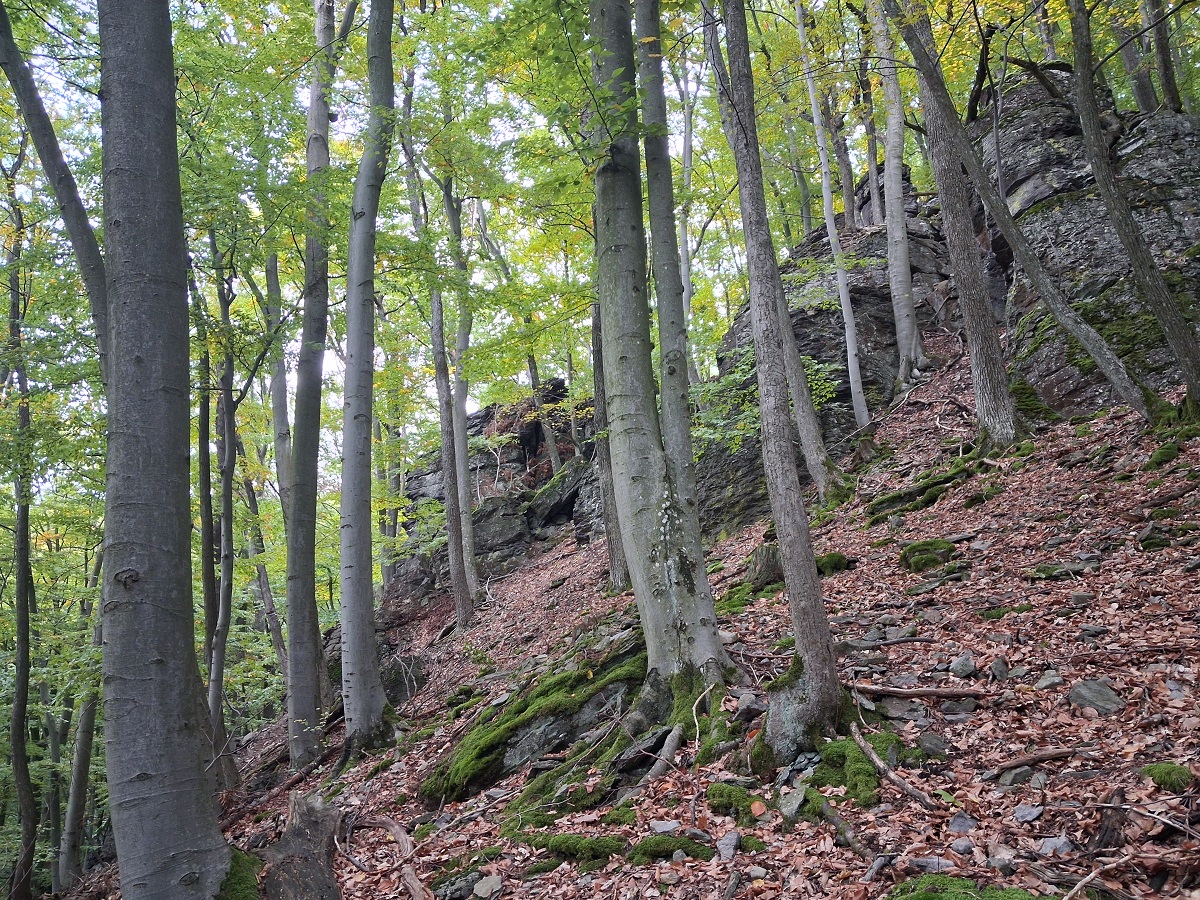Sziklatörmelékes, meredek lejtő bükköse