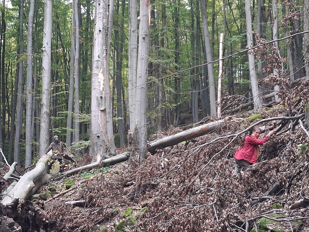 Felmérés egy széldöntött MVP-ban