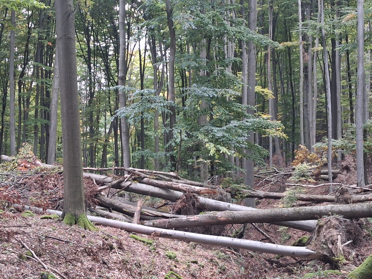 A júliusi vihar egyik széldöntése