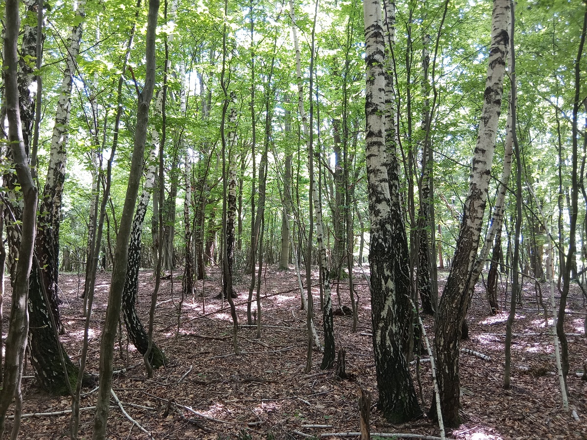 Visszaerdősült irtásrét (Bohó-rétek)