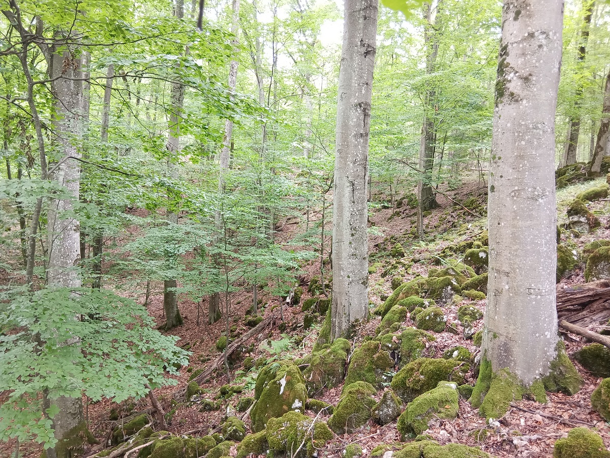 Északias kitettségű bükkös állomány