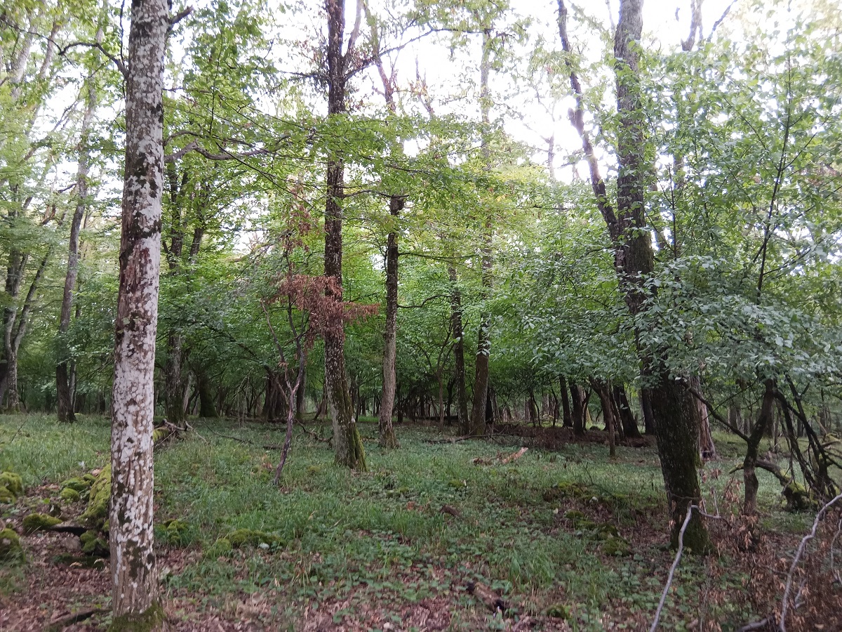 Húsos somos köves tető a fennsítkon