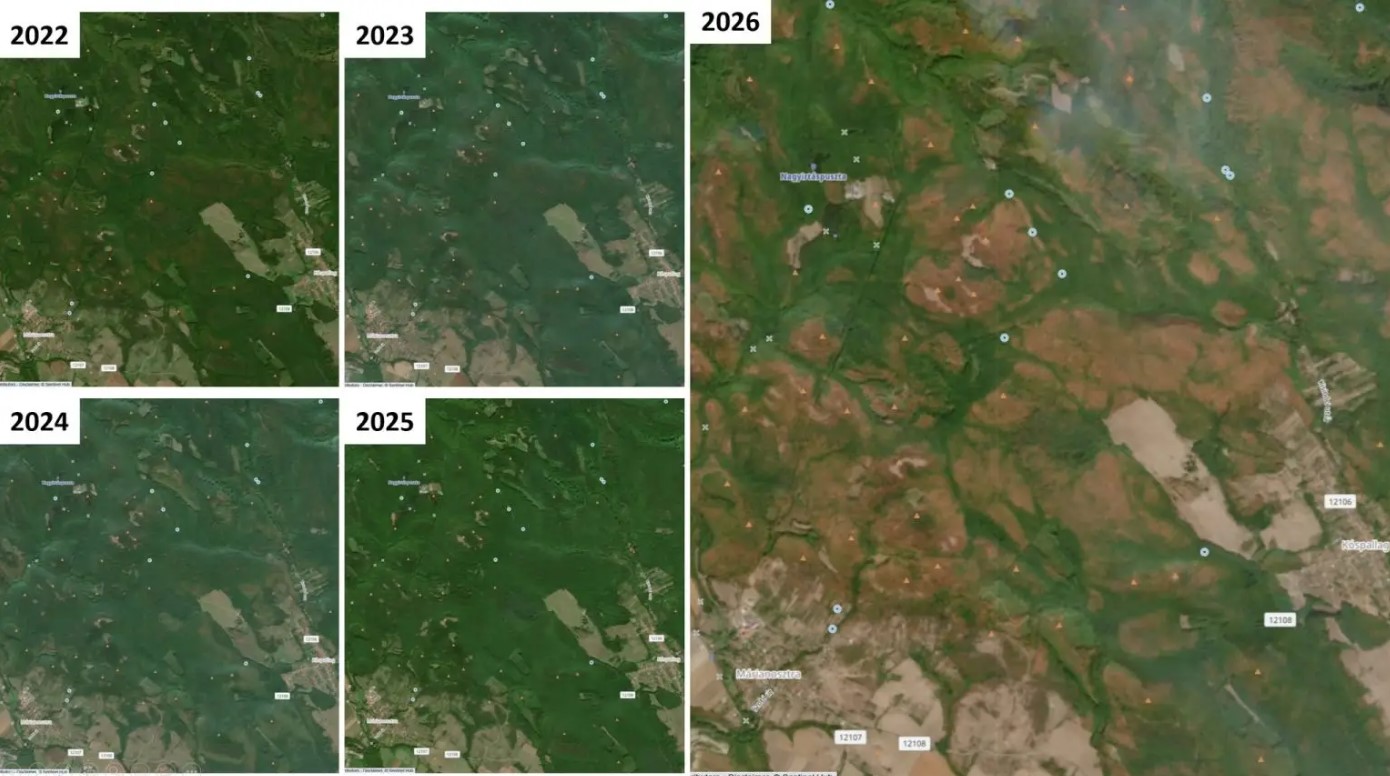 Márianostra és Kóspallag között tölgyesek, 2022-2026