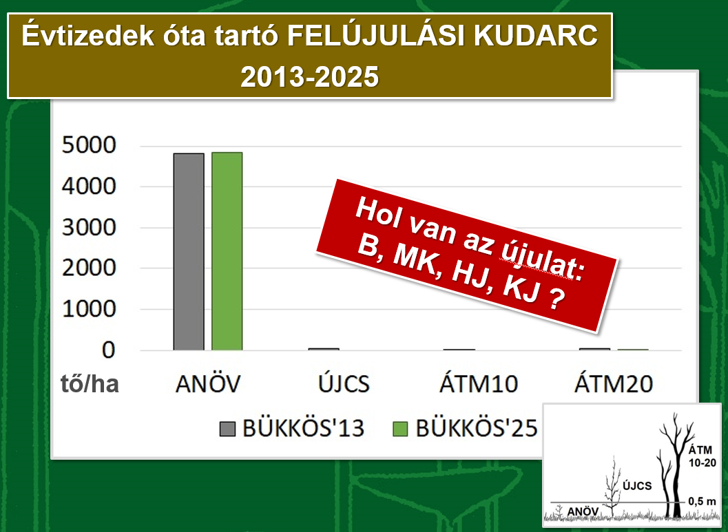 Felújulási kudarc az öreg bükkösben