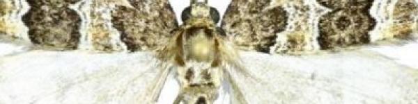 Lampropteryx suffumata