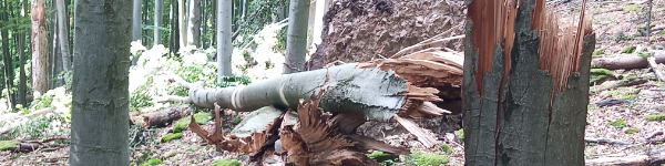 A július 7-i viharkár a Nagy-Sertés-hegy magterületén