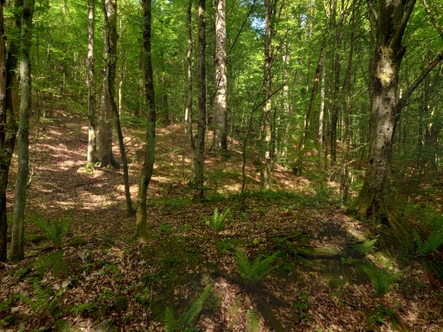 Runcu Gros bükkös állományok a völgyben, helyenként szurdok jellegű