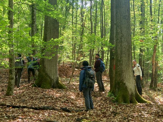 Kocsánytalan tölgyek urlakodnak ebben a részben