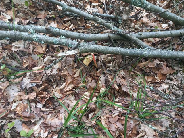 Runcu Grosi mintavételi pont jelzése, fémdetektorral keresik