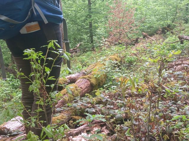 Runcu Grosi - bükkel újuló, öreg tölgyes, gyertyános-tölgyes