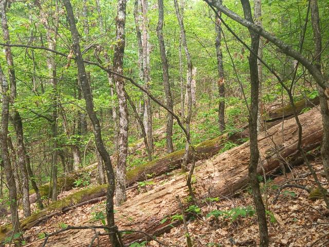 Runcu Grosi - tölgyfa fiatalos felújulás nagyobb összeroppanásban