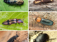 Ritka és természetvédelmi szempontból jelentős bogarak