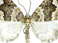 Lampropteryx suffumata
