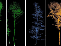Remetekert ER egyedi fa tanuló pontfelhők fafaj osztályozási modellhez